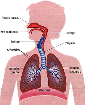 poza despre sistema respiratorio